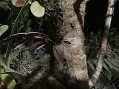 Restrepia
