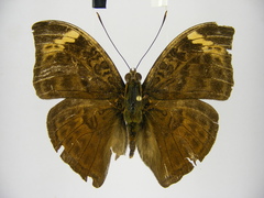 Bebearia sophus aruunda