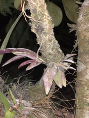 Restrepia