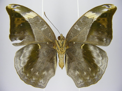 Sophus Forester