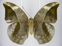 Bebearia sophus aruunda