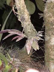 Restrepia