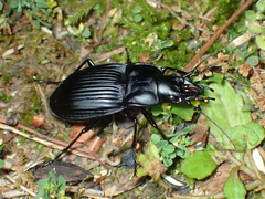 Dicaelus dilatatus
