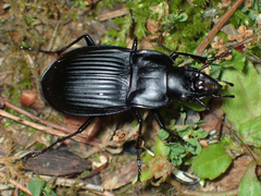 Dicaelus dilatatus