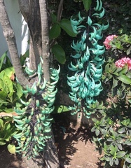 Strongylodon macrobotrys