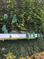 Strongylodon macrobotrys