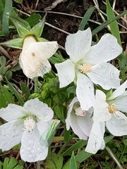 Callirhoe alcaeoides