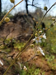 Lithophragma bolanderi