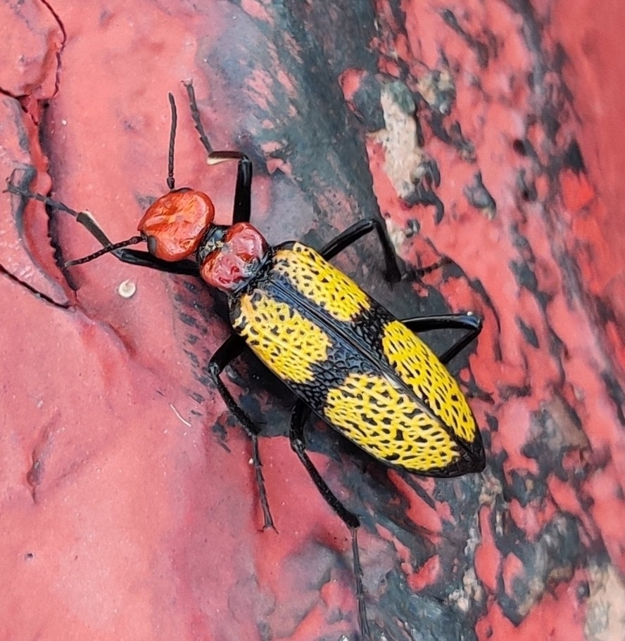 Iron Cross Blister Beetle from Guadalupe, AZ 85283, USA on April 28