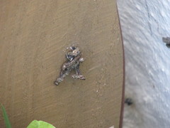 Insecta