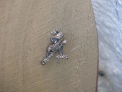 Insecta