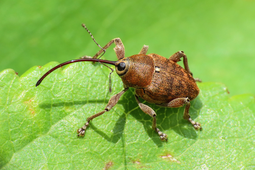 acorn weevil, Vriescheloo, Nederland, photo 5 of 10
