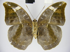 Bebearia sophus aruunda
