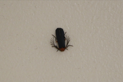 Pterotus obscuripennis