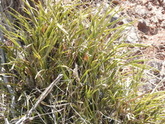 Encyclia adenocarpos, photograph Sinaloa Silvestre, CC0, iNaturalist via GBIF