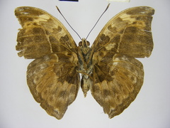 Bebearia sophus aruunda