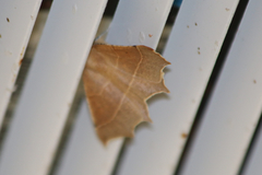 Tetracis cervinaria