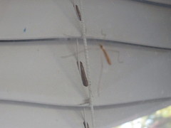 Insecta
