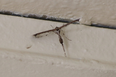 Anstenoptilia marmarodactyla