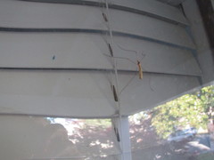 Insecta