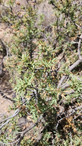 Image of Berberis haematocarpa by no rights reserved
