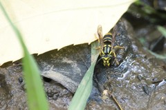 Vespula squamosa