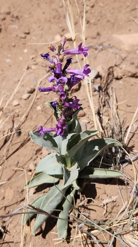 Image of Penstemon fendleri by no rights reserved