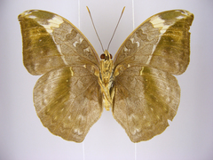 Bebearia sophus aruunda