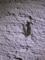 Araneae