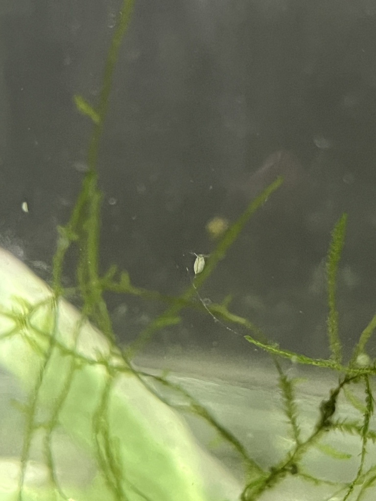 Mousse de Java (Taxiphyllum barbieri)