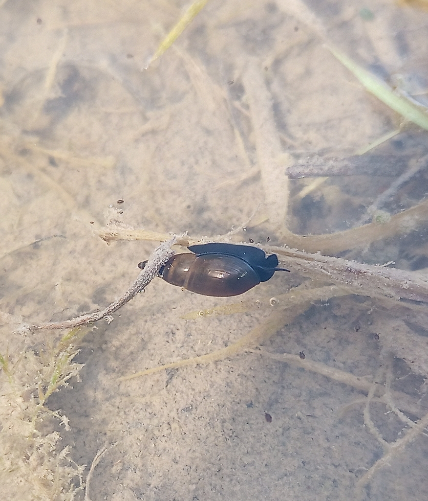 Aplexe des mares