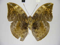 Bebearia sophus aruunda