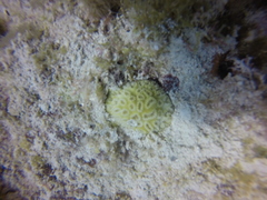 Dichocoenia stokesii