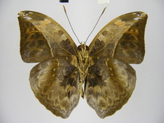 Bebearia sophus aruunda