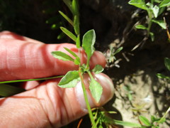Hesperevax sparsiflora