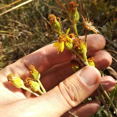 Packera bellidifolia