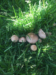 Fungi