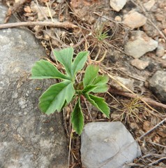 Cochlospermum wrightii
