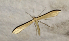 Oidaematophorus