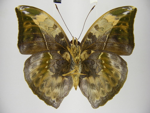 Sophus Forester