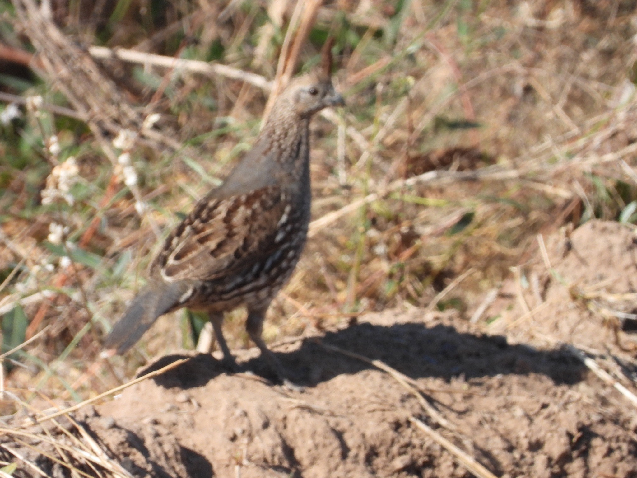Elegant Quail (Callipepla douglasii), photo 8