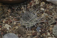 Thelocactus rinconensis rinconensis