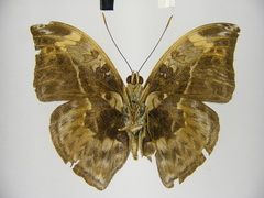 Bebearia sophus aruunda