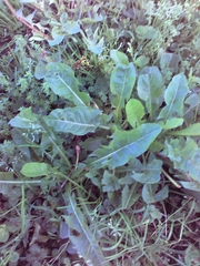 Taraxacum officinale