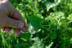 Abutilon fruticosum