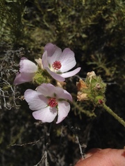 Malacothamnus densiflorus