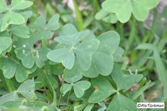 Oxalis