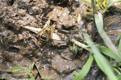 Vespula squamosa