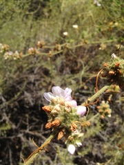 Malacothamnus densiflorus