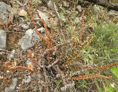 Notholaena galeottii